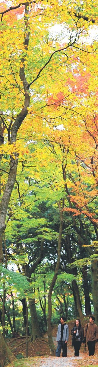 ＜とやまの紅葉２０２５＞寺家公園<br />頭上覆う秋色モミジ