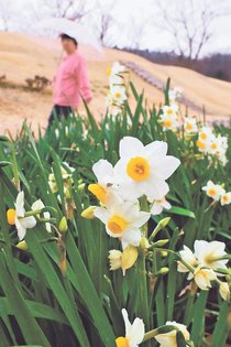 心癒やす清らかさ　富山、園内にスイセン彩り