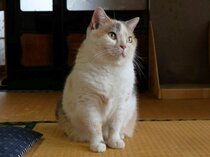 富山の看板猫に会いに行こう！【ゼロニイ＋もふもふPICK UP】