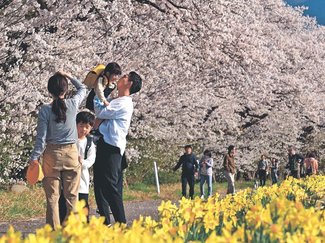 とやまの桜２０２５<br />富山・塩の千本桜／スイセンと共演