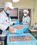 南砺特産干し柿、あめ色に仕上がる　集出荷作業本格化、全国へ