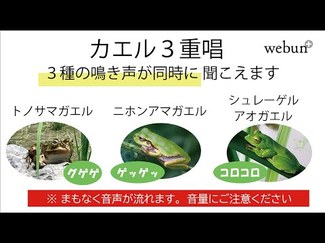 「田んぼ県」に響け！カエル３重唱　水田率日本一、富山県の豊かな日常（上）