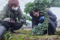 カンカン野菜ＰＲ　入善でタレントの彩雪さんら収穫体験