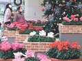 Ｘマスツリーとシクラメン共演　砺波の県花総合センターで季節展示
