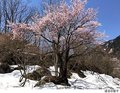 【桜・見ごろ】馬場島座禅桜