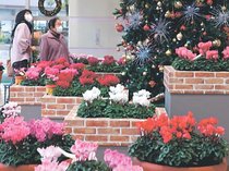 Ｘマスツリーとシクラメン共演　砺波の県花総合センターで季節展示