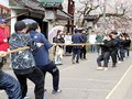 観音町で綱引き復活　南砺・福光の飲食店街に活気