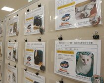 442匹が猫又駅の〝名誉助役〟だニャ~ 黒部峡谷鉄道の募集に反響、地震被災の危機をチャンスに