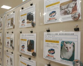 ４４２匹が猫又駅の〝名誉助役〟だニャ～　黒部峡谷鉄道の募集に反響、地震被災の危機をチャンスに