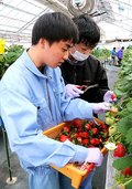 ＩＣＴ活用した栽培学ぶ　富山・中央農業高生、イチゴ３品種収穫