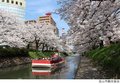 【桜・見ごろ】松川の桜