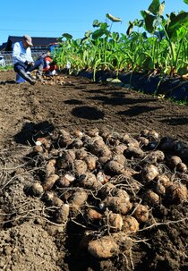 黒土ふかふか、サトイモ丸々 上市特産、収穫が最盛期