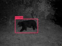 クマ出没、ＡＩで早期察知　富山発の「Ｂアラート」に注目