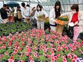 育てた野菜・花苗販売　南砺福野高農業クラブ、住民らが長い列