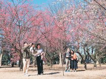 ウメほころぶ　県内６カ所、２０度上回る