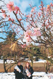 ５日は小寒　高岡古城公園、ウメほころぶ