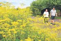 秋へ移ろい オミナエシ　県中央植物園で見頃