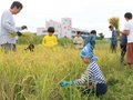 親子ら自然と触れ合い　魚津水族館・うおすいサポーターが稲刈りと生き物観察