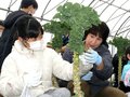 「プチヴェールおいしいね」　朝日・さみさと小児童が収穫体験