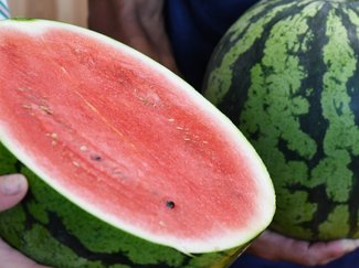 富山で一番甘いスイカはどれ、豪雨・猛暑の影響で収穫半減も