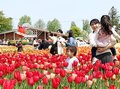 開幕７日目で満開宣言　となみチューリップフェア