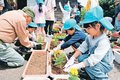 立山町の富山地鉄下段駅を花で彩り　住民と地元園児苗植え