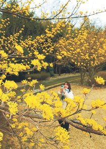 「春黄金花」鮮やか　富山、北代緑地