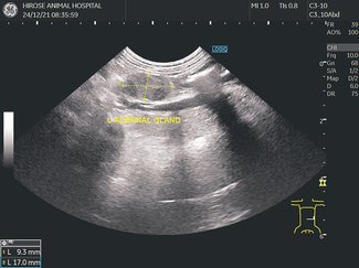 獣医のカルテ９６<br />獣医師の思考回路／廣瀬動物病院長（富山市石坂新）廣瀬僚
