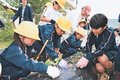 秋の収穫楽しみ、サツマイモの苗植える　氷見・西の杜学園、６年生が指導