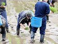 オリジナル日本酒楽しみ　富山国際大プロジェクト、学生ら酒米田植え