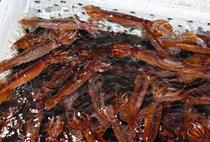 太平洋スルメイカ、２・６倍に