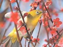 香りに誘われメジロ　県内は週末も暖かく