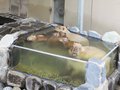 元祖カピバラの湯♨️