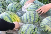 出荷を控え、冷水で洗われる朝日すいか