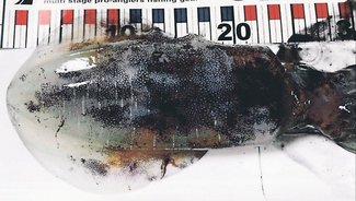 釣果はいけん<br />アオリイカ胴長２５センチ　藤田之弘さん（６８）上市町