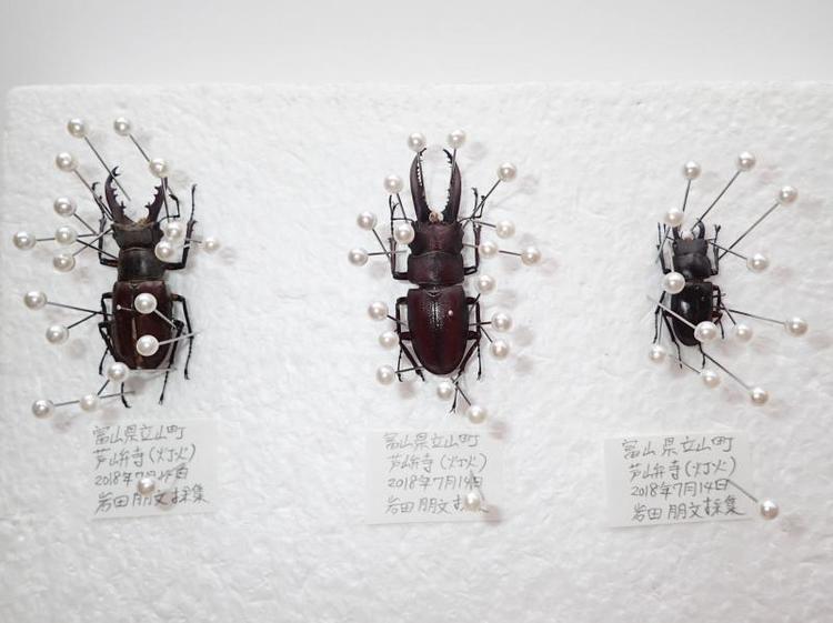 標本をつくって、生き物の種類を調べてみる」富山市科学博物館・岩田