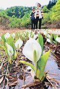 涼しげ仏炎苞　南砺の縄ケ池でミズバショウ見頃