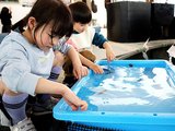 タッチプールでホタルイカを触る子どもたち