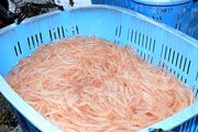 初水揚げされたシロエビ＝１日午前７時半ごろ、新湊漁港