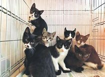 保護猫２０匹が犠牲　高岡・中心部火災、延焼の建物に猫舎