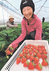 真っ赤な完熟　射水のハウスでイチゴ収穫