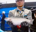 陸上養殖のサーモン水揚げ