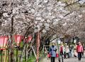 障害者ら招き「桜の通り抜け」