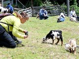 草を食べる子ヤギを撮影する参加者