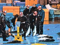 ひみ寒ぶり宣言、今季なしの見込み　年明け、１日平均わずか１７０本