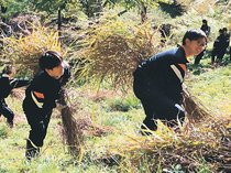 こつ教わりカヤ刈り 相倉合掌集落で南砺平高1年生