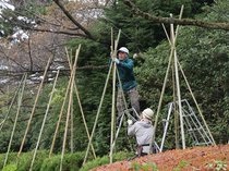 冬の到来に備え雪囲い　高岡古城公園