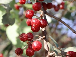 幼稚園の遠足から約40年ぶり　グミ摘みに行ってきました！