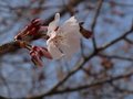 ２７日は夏日予想、桜開花も　気温上昇でなだれに注意　