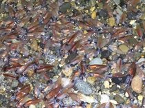 新月の夜、２人きりで真っ暗闇のなぎさへ　富山湾で輝くホタルイカに会いたい！